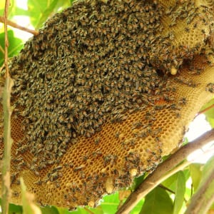 to ong trong tu nhien