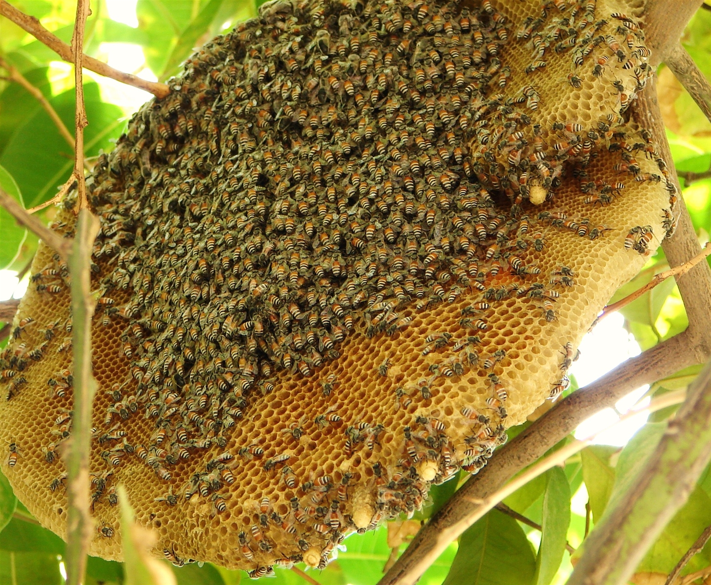 Mật ong rừng nguyên chất 100% | Nhung Hươu Sao Hương Sơn