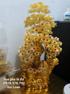 Hoa pha le da Linh Vat
